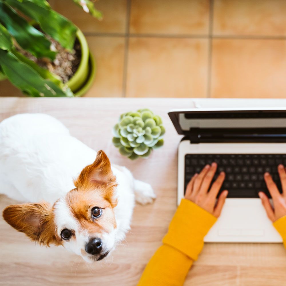 Pets welcome at Woodland Crossing rental homes